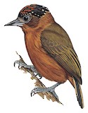 Rufous-breasted Piculet Illustration