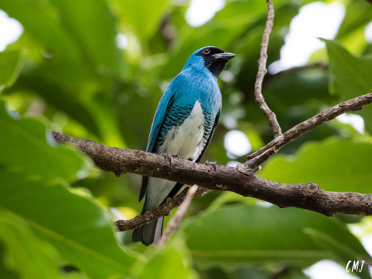 Swallow Tanager - Celso Modesto Jr.