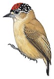 Ochraceous Piculet Illustration