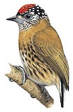 Mottled Piculet Illustration