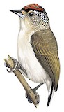 Plain-breasted Piculet Illustration