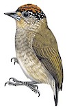 Fine-barred Piculet Illustration