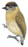 Olivaceous Piculet Illustration