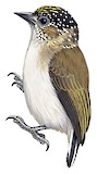 Greyish Piculet Illustration