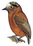 Chestnut Piculet Illustration