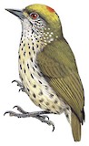 Antillean Piculet Illustration