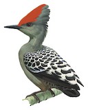 Grey-and-buff Woodpecker Illustration