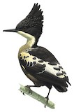 Heart-spotted Woodpecker Illustration