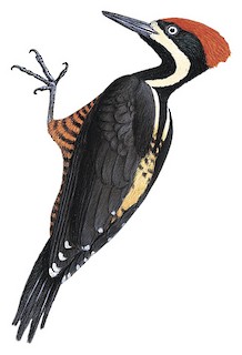 Campephilus pollens peruvianus