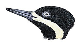 Campephilus pollens pollens