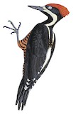 Powerful Woodpecker Illustration