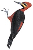 Splendid Woodpecker Illustration