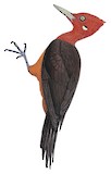 Red-necked Woodpecker Illustration