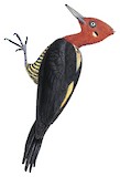 Robust Woodpecker Illustration