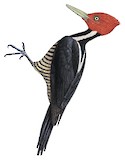 Pale-billed Woodpecker Illustration