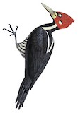 Crimson-crested Woodpecker Illustration