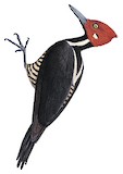 Guayaquil Woodpecker Illustration