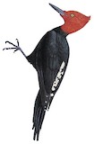 Magellanic Woodpecker Illustration