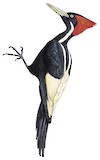 Ivory-billed Woodpecker Illustration