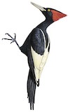 Imperial Woodpecker Illustration