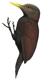 Maroon Woodpecker Illustration