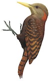 Bay Woodpecker Illustration