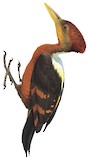 Orange-backed Woodpecker Illustration