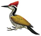 Greater Flameback Illustration