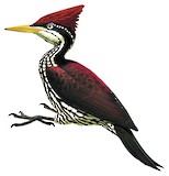 Crimson-backed Flameback Illustration