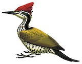 Javan Flameback Illustration