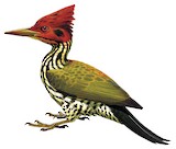 Red-headed Flameback Illustration