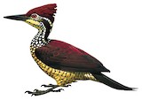 Luzon Flameback Illustration