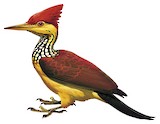 Yellow-faced Flameback Illustration