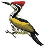 White-naped Woodpecker Illustration