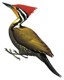 Olive-backed Woodpecker Illustration