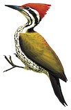 Himalayan Flameback Illustration