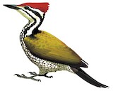 Common Flameback Illustration