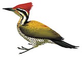 Spot-throated Flameback Illustration