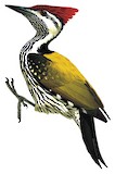 Black-rumped Flameback Illustration