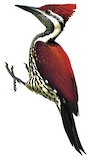 Red-backed Flameback Illustration