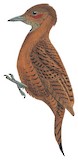 Rufous Woodpecker Illustration