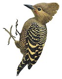 Buff-rumped Woodpecker Illustration