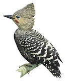 Zebra Woodpecker Illustration