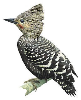 Buff-rumped Woodpecker