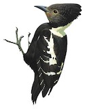 Black-and-buff Woodpecker Illustration