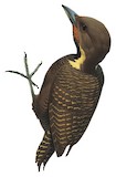 Buff-necked Woodpecker Illustration