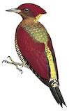 Banded Woodpecker Illustration