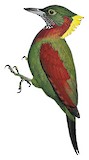 Checker-throated Woodpecker Illustration