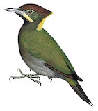 Greater Yellownape Illustration