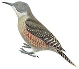 Ground Woodpecker Illustration